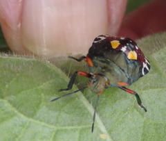Caura rufiventris