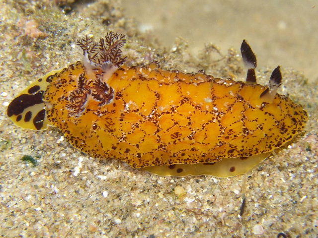 Halgerda dalanghita