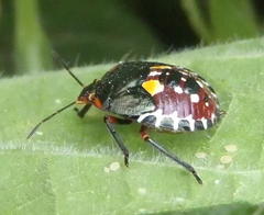 Caura rufiventris