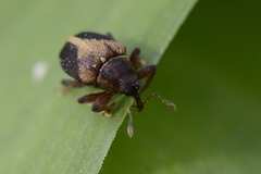 Lignyodes enucleator