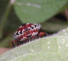 Caura rufiventris