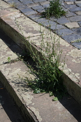 Cichorium intybus intybus