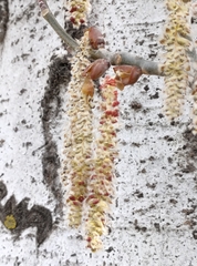 Populus alba