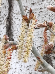 Populus alba