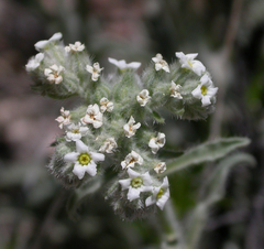 Cryptantha crassisepala