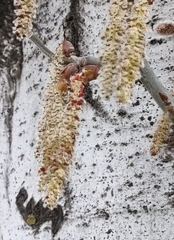 Populus alba