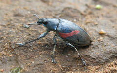 Polyclaeis equestris