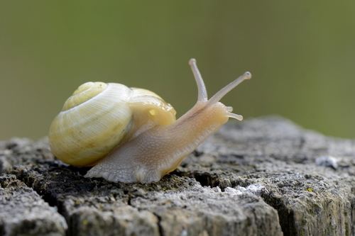 Garden Snail (Cornu aspersum) · iNaturalist