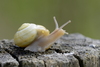 Gastropods - Photo (c) Nicolas Zwahlen, some rights reserved (CC BY-NC-SA), uploaded by Nicolas Zwahlen