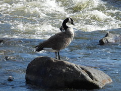 Branta canadensis