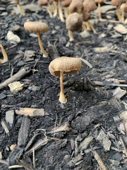 Panaeolus foenisecii