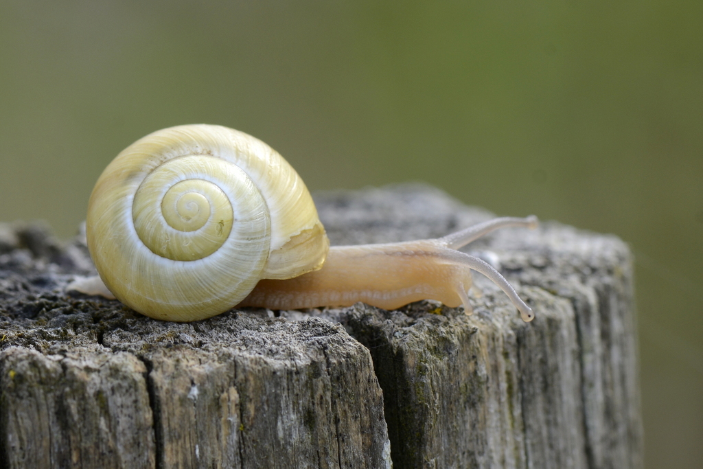 Helicinae