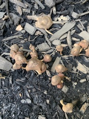 Panaeolus foenisecii