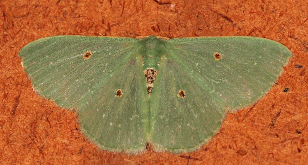 Lophostola atridisca