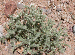 Cryptantha crassisepala