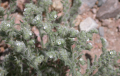 Cryptantha crassisepala