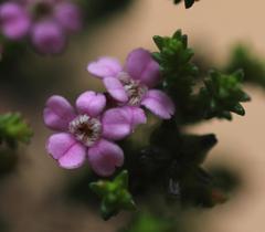Euchaetis albertiniana