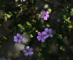 Euchaetis albertiniana