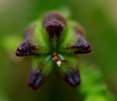 Euchaetis albertiniana