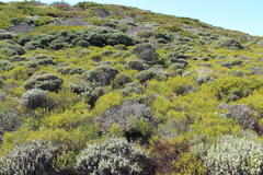 Euchaetis albertiniana
