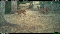 Odocoileus hemionus columbianus
