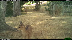 Odocoileus hemionus columbianus
