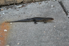 Plestiodon inexpectatus