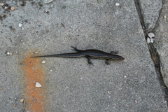 Plestiodon inexpectatus