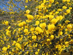 Aspalathus spinescens lepida