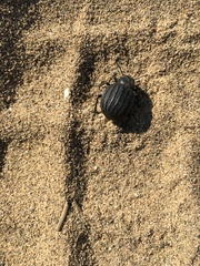 Pimelia bipunctata papii