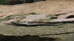 Matobosaurus validus