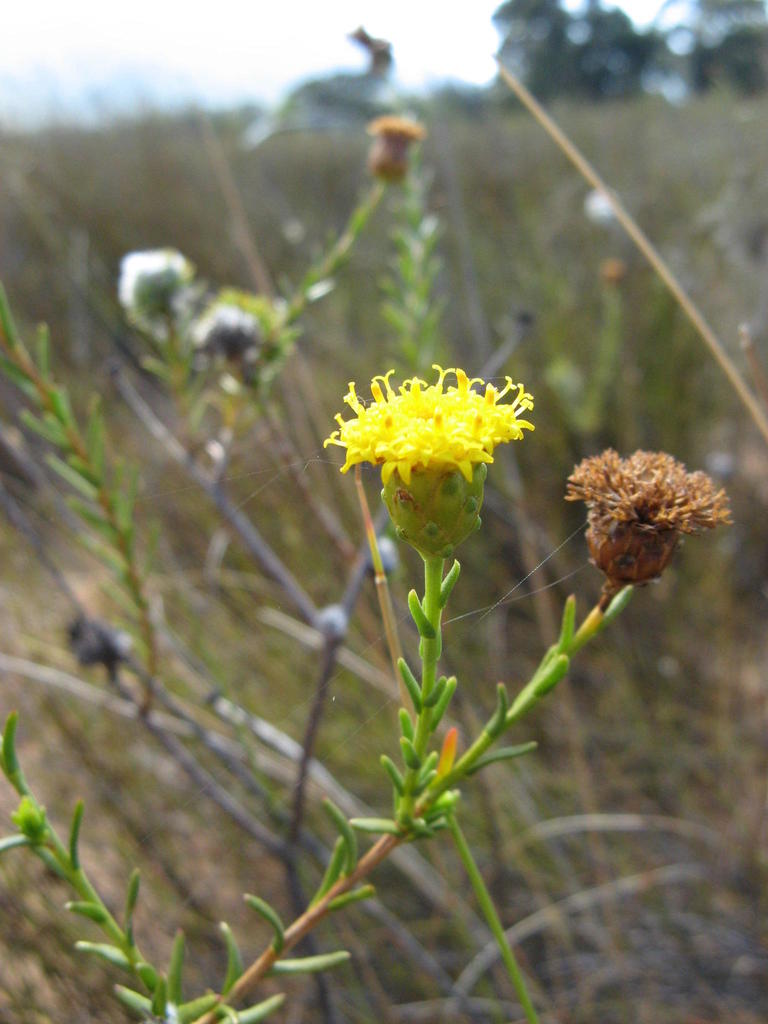 Athanasia adenantha