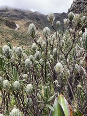 Linochilus rupestris