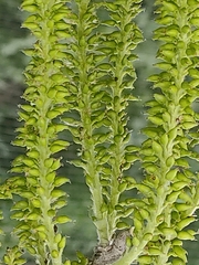 Populus nigra