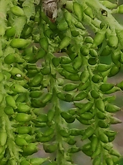 Populus nigra