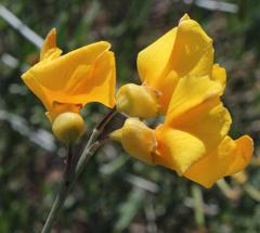 Calobota cytisoides