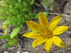 Gazania maritima
