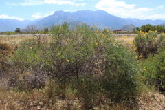 Calobota cytisoides