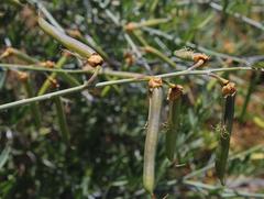 Calobota cytisoides