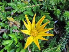 Gazania maritima