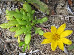 Gazania maritima