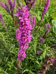 Lythrum salicaria