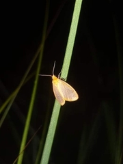 Symmetrodes sciocosma