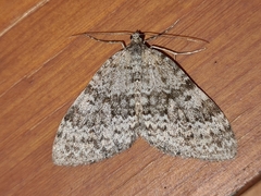 Entephria caesiata