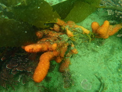 Metandrocarpa dura