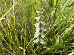Spiranthes magnicamporum