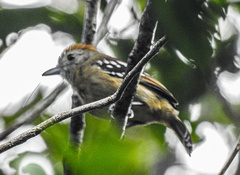 Thamnophilus ambiguus