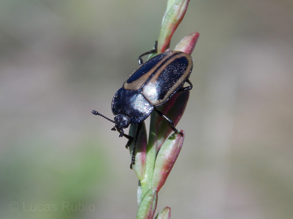 Iphiclus klugi