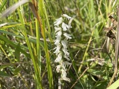 Spiranthes magnicamporum