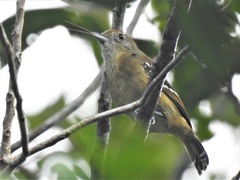 Thamnophilus ambiguus